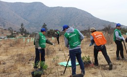 201806111---Reforestación2---800x320.jpg