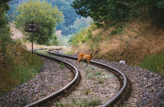 FLOX wildlife detection free stock image